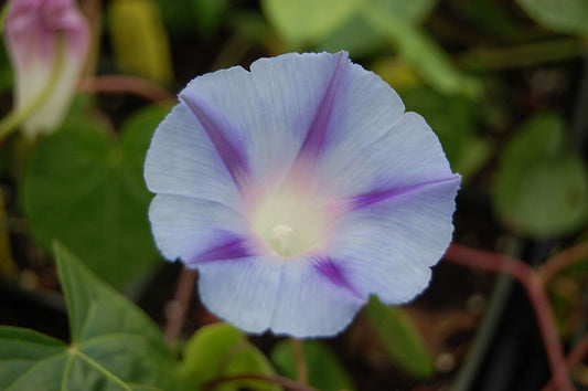 Morning Glory Ipomoea Purpurea – Caprice Flower Seeds