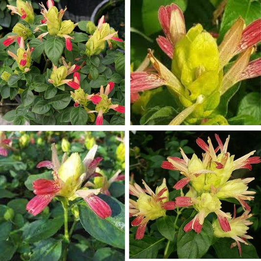Pachystachys Cocktail Pink and Green Shrimp Plant Seeds – Heirloom, Non-GMO, Ornamental Tropical Variety