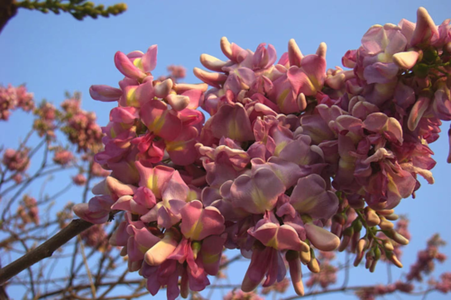 Gliricidia Sepium – Flowering Nitrogen Fixing Multipurpose Tree Seeds