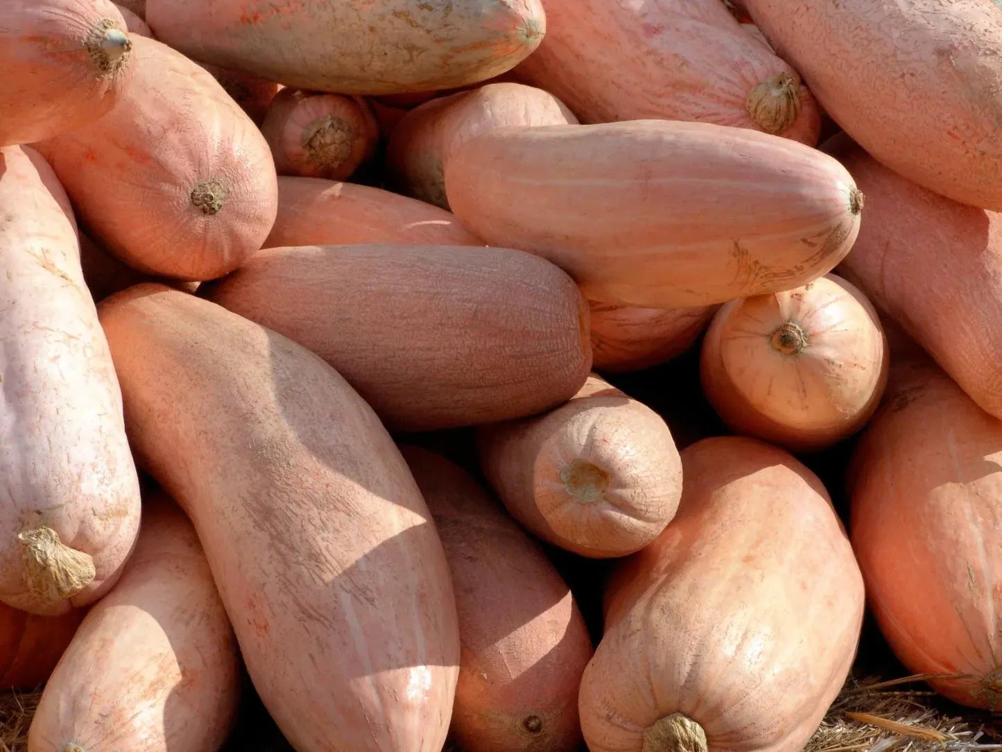 Monster Banana Squash – Fruit Tree Seeds