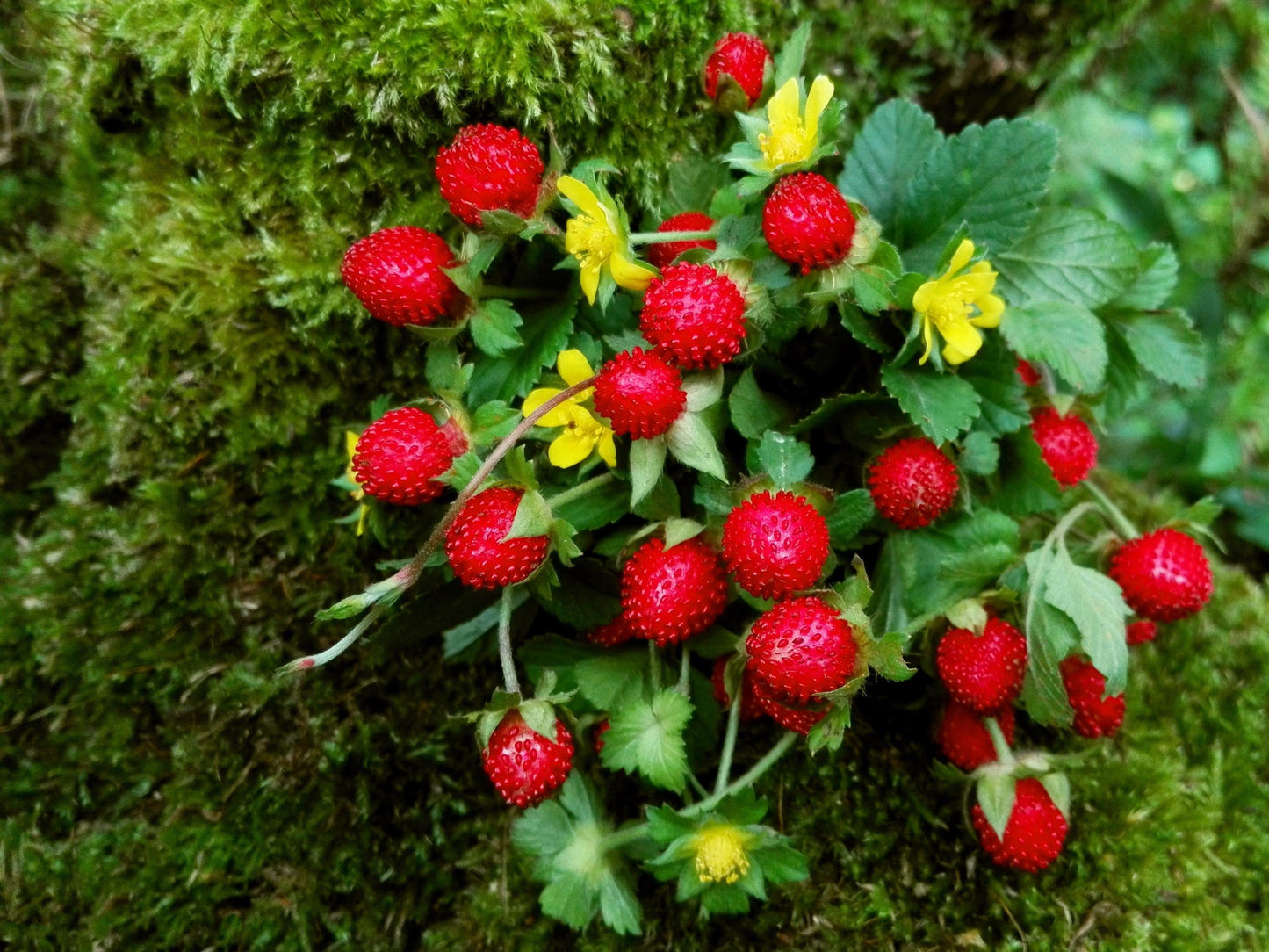 Indian Strawberry Duchesnea Indica – Groundcover Fruit Seeds