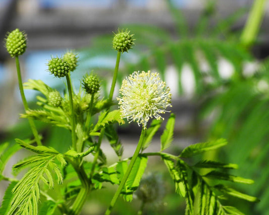 Illinois Bundleflower – Native Wildflower Garden Seeds