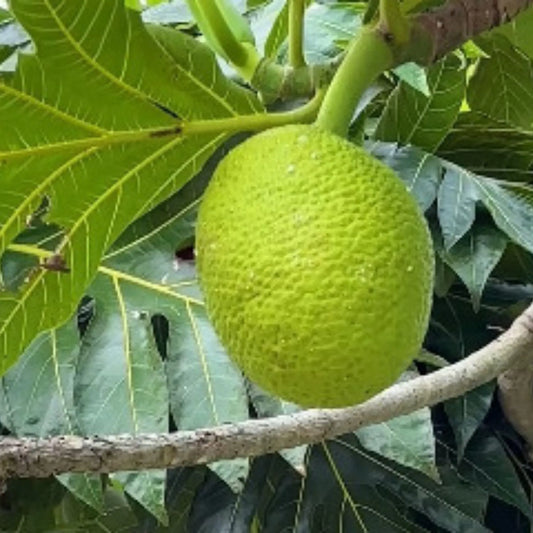 Breadfruit (Artocarpus Altilis) Seeds for Planting – Heirloom, Non-GMO, Easy to Grow, Tropical Tree Variety
