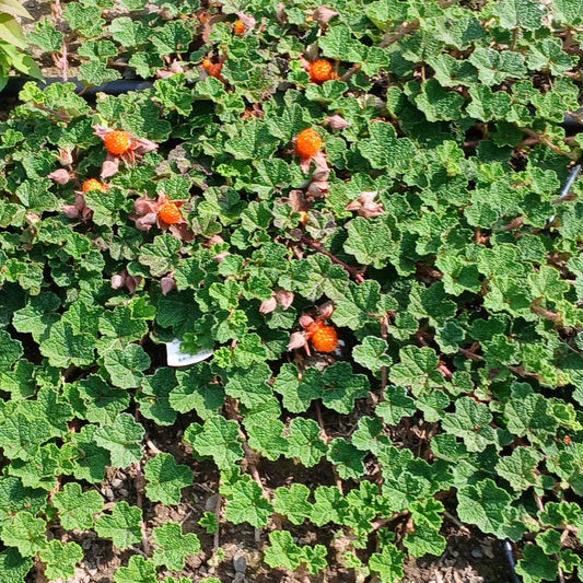 Dichondra “Emerald Carpet” Seeds for Planting – Heirloom, Non-GMO, Low-Growing Groundcover, Easy to Grow, Perennial