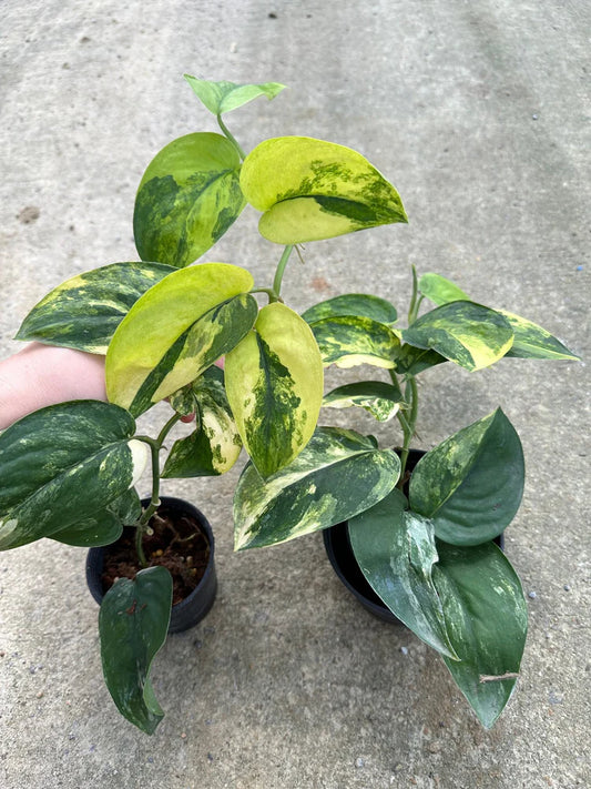 Variegated Scindapsus Agryrareus – Indoor Climbing Foliage Seeds