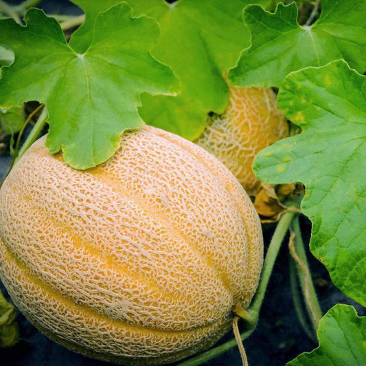 Jumbo Cantaloupe Seeds – Garden Flower Seeds