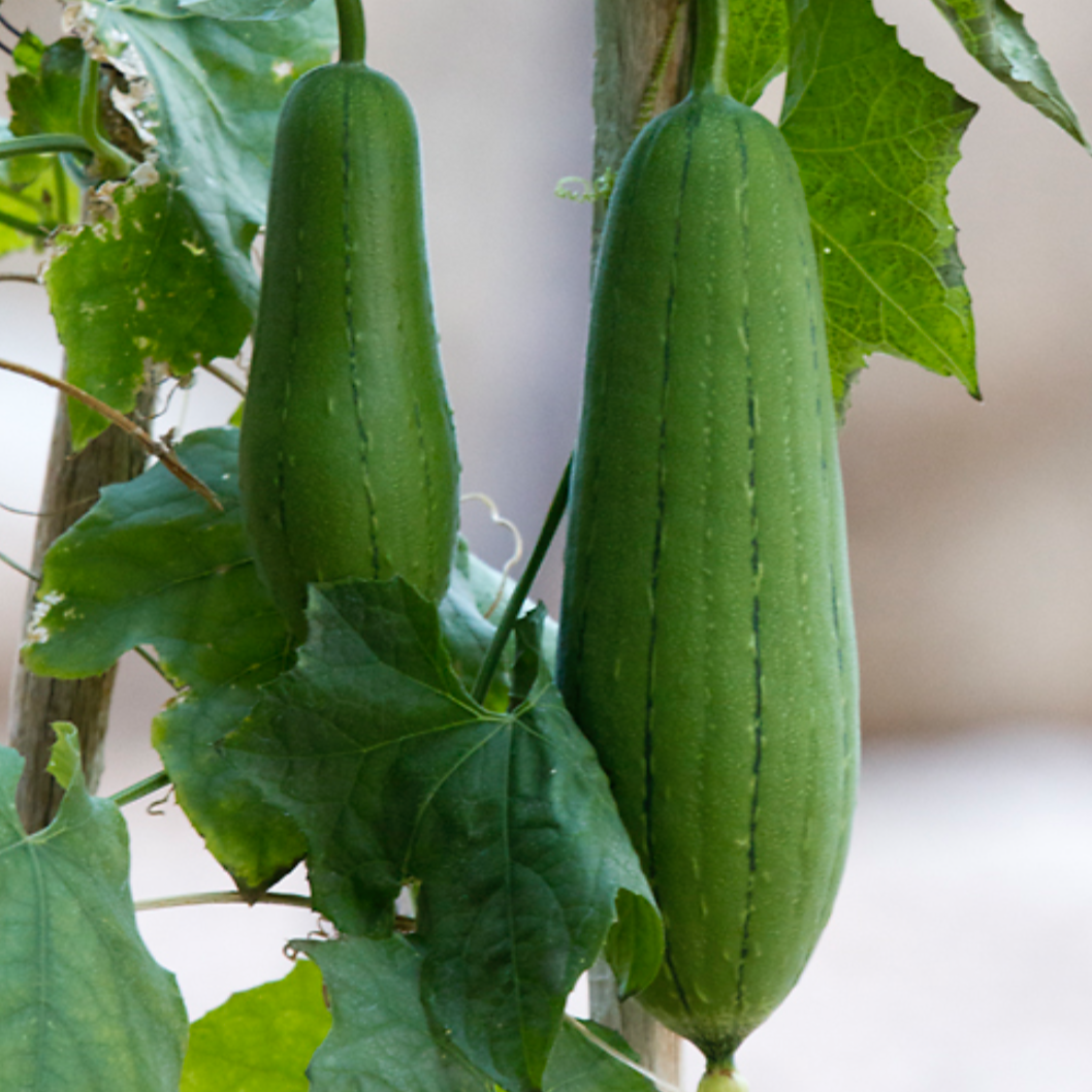 Luffa Cylindrica – Loofah Vegetable Garden Seeds