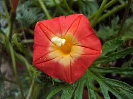 Apricot Candy Ipomoea – Garden Flower Seeds