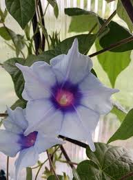 Silver Stars Japanese – Garden Flower Seeds