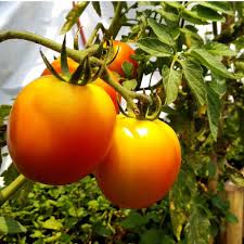Gold Ball Tomato – Heirloom Vegetable Seeds