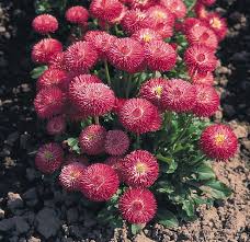English Daisy Rose Bellis Perennis Super Enorma – Heirloom Garden Flower Seeds