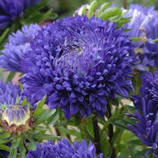Aster Pompon Light Blue Callistephus Chinensis – Dwarf Pompon Garden Flower Seeds