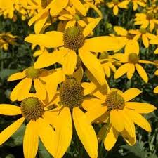 Wild Golden Glow Rudbeckia Laciniata – Colorful Wildflower Garden Seeds