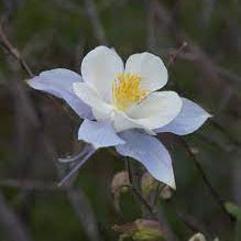 Wild Mountain Flower Seeds – Heirloom, Non-GMO, Hardy Alpine Wildflower Mix