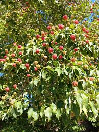 Korean Kousa Dogwood Cornus Kousa – Ornamental Tree Seeds