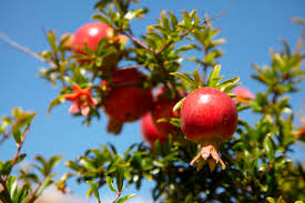 Punica Granatum Pomegranate Edible Fruit Shrub Tree Ornamental – Fruit
