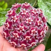 Hoya Pubicalyx ‘Silver Splash’ – Tropical Vining Houseplant with Silver-Patterned Leaves
