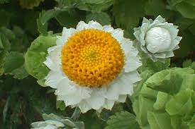 Ammobium Alatum Grandiflorum – Hardy Garden Flower Seeds