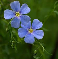 Flax Linum Usitatissimum – Blue Annual Garden Flower Seeds