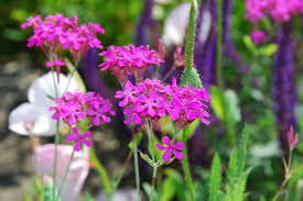 Catchfly Non-So-Pretty Silene Armeria – Hardy Garden Flower Seeds