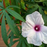 Caudiciform Morning Glory – Garden Flower Seeds