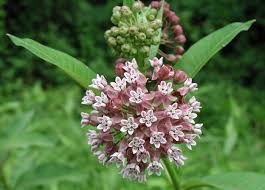 Common Milkweed – Native Wildflower Garden Seeds