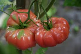 Giant Belgium Tomato – Heirloom Vegetable Garden Seeds