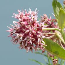 Showy Milkweed – Pollinator Friendly Wildflower Garden Seeds