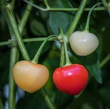 Trepediera Werner Pepper – Edible Ornamental Garden Seeds
