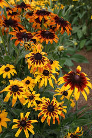 Gloriosa Daisy – Hardy Wildflower Garden Seeds