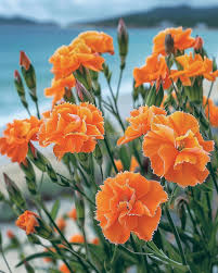 Carnation Dianthus Caryophyllus – Chabaud Orange Flower Seeds