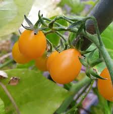 Wild Tomato Combo – Galapagos and Currant Tomato Seeds