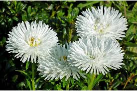 Zinnia Polar Bear Zinnia Elegans – Compact Garden Flower Seeds