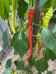 Corbaci Pepper – Long Heirloom Vegetable Garden Seeds