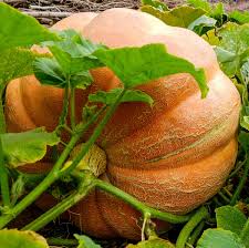 Dills Atlantic Giant – Garden Vegetable Seeds