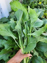 Kailaan Gai Lan – Asian Green Broccoli Kale Vegetable Seeds