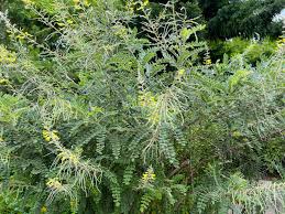 Silver Necklace Bush Seeds for Planting ( Seeds) Sophora tomentosa