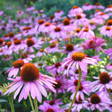 Pale Purple Coneflower – Hardy Wildflower Seeds