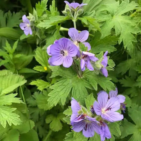 Geranium Erianthum Seeds Arctic Cranesbill Hardy Perennial with Violet-Purple Blooms