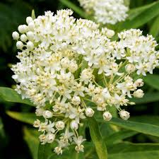 Butterfly Weed White Asclepias Incarnata – Pollinator-Friendly Flower Seeds
