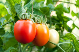 Gold Ball Heirloom and Red Cherry Tomato – Vegetable Garden Seeds