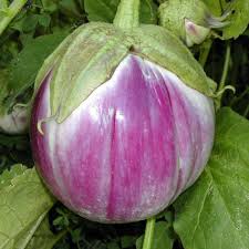 Rosa Bianca Eggplant Seeds Heirloom Non GMO Solanum Melongena