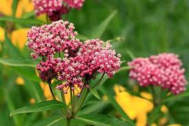 Butterfly Weed – Hummingbird Attracting Wildflower Seeds