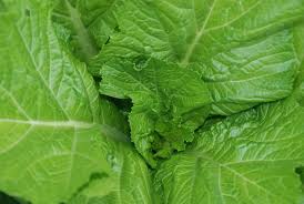 Mustard Florida Broadleaf – Garden