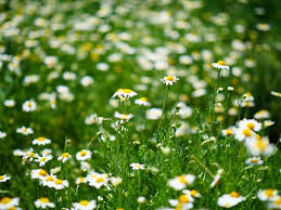 Chamomile Roman Chamaemelum Nobile – Herbal Garden Seeds