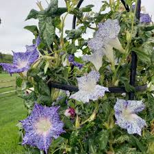 Kikyo Blue Speckled – Garden Flower Seeds