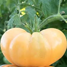 Dr Wyche Yellow Tomato – Heirloom Vegetable Seeds