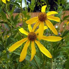 Wild Golden Glow Rudbeckia Laciniata – Colorful Wildflower Garden Seeds