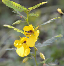 Partridge Pea For Planting – Vegetable Seeds High Yield