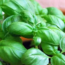 Basil Sweet Genovese Ocimum Basilicum – Culinary Herb Vegetable Seeds